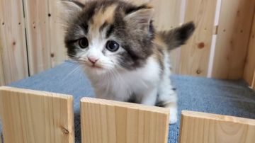 マンチカン(長足)【大阪府・女の子・2021年7月8日・キャリコ】の写真「可愛い女のコ」