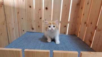 マンチカン(長足)【大阪府・男の子・2021年10月6日・レッドタビー&ホワイト】の写真「短足・長毛の可愛い女のコ」