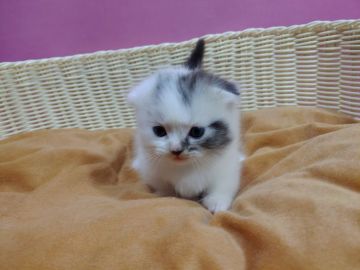 マンチカン(短足)【大阪府・男の子・2019年6月11日・シルバータビー&ホワイト（短毛(中毛)）】の写真「短足・中毛★面白い柄、甘えん坊の男のコ。」