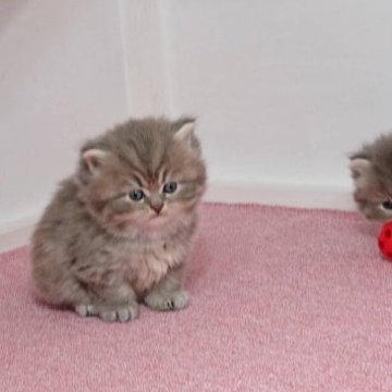 サイベリアン【大阪府・男の子・2023年2月10日・ブルータビー&ホワイト】の写真「ふわモコの男のコ」