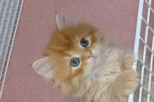 サイベリアン【大阪府・男の子・2021年5月25日・レッドタビー&ホワイト】の写真1