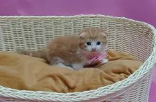 マンチカン(短足)【大阪府・男の子・2019年5月25日・レッドタビー&ホワイト】の写真1