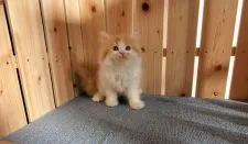 マンチカン(長足)【大阪府・男の子・2021年10月6日・レッドタビー&ホワイト】の写真1「１１/３0撮影」