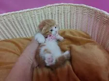 マンチカン(短足)【大阪府・男の子・2019年5月25日・レッドタビー&ホワイト】の写真2