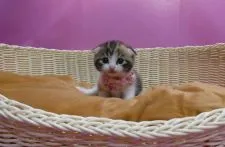 マンチカン(長足)【大阪府・女の子・2019年5月30日・ブラウンタビー&ホワイト】の写真2