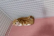 マンチカン(長足)【大阪府・男の子・2020年12月4日・レッドタビー&ホワイト】の写真2