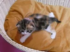 マンチカン(長足)【大阪府・女の子・2019年5月30日・ブラウンタビー&ホワイト】の写真3