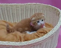 マンチカン(短足)【大阪府・男の子・2019年5月25日・レッドタビー&ホワイト】の写真3