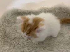 マンチカン(短足)【大阪府・女の子・2019年7月18日・レッドタビー&ホワイト】の写真3