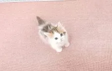 マンチカン(短足)【大阪府・男の子・2021年3月5日・ブラウンタビー&ホワイト】の写真4