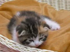 マンチカン(長足)【大阪府・女の子・2019年5月30日・ブラウンタビー&ホワイト】の写真5