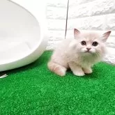サイベリアン