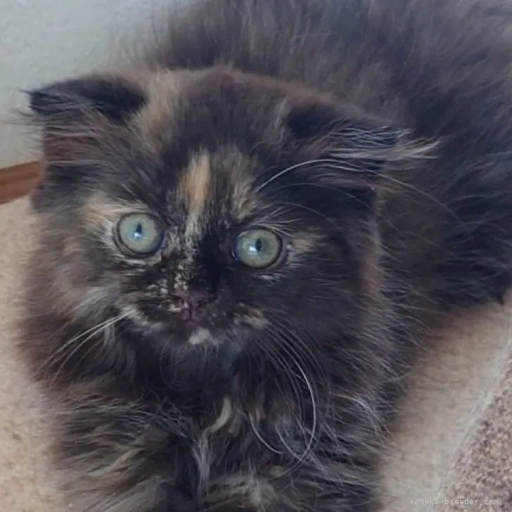 ID:2308-02836の子猫