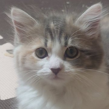 ミヌエット【新潟県・女の子・2024年6月22日・キャリコ】の写真「お母さん似のかわいい子です。」
