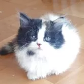 ミヌエット(短足)