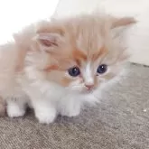 ミヌエット(短足)