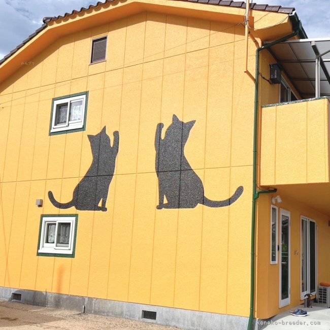 黄色の壁に黒猫ちゃんのキャッテリーハウスです✨｜坂本　英子(さかもと　えいこ)ブリーダー(岡山県・ラグドールなど・NAG登録)の紹介写真1