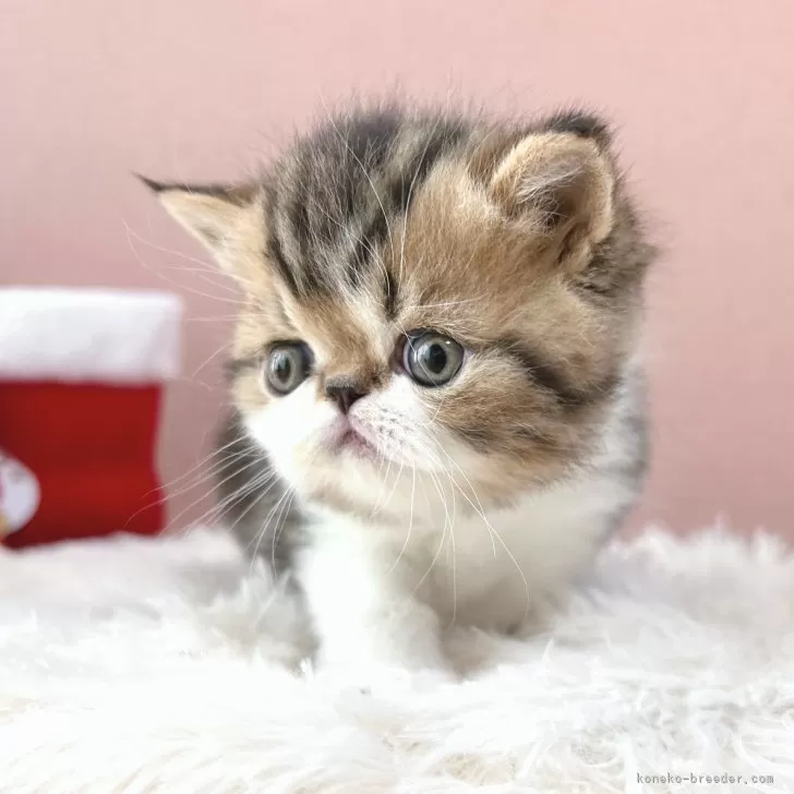 ID：2411-01637の子猫