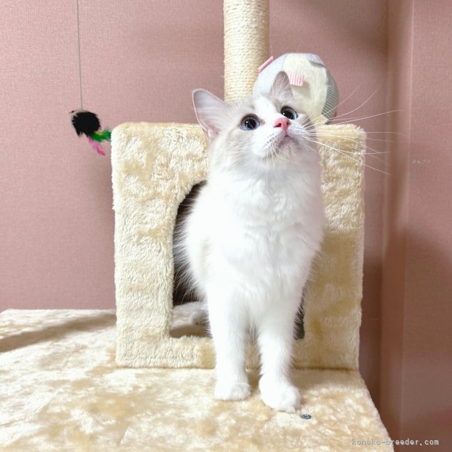 ラグドール【・女の子・2023年4月15日・ブルーリンクスポイントバイカラー】「優しく子煩悩なママ猫です♡」