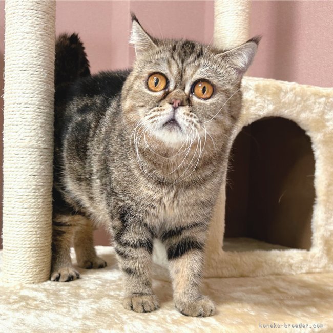 エキゾチックショートヘア【・女の子・2019年7月4日・ブラウンクラシックタビー】