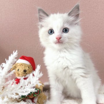 ラグドール【岡山県・女の子・2024年9月24日・ブルーポイントバイカラー（ロングヘア）】の写真「毛並みモコモコ✨」