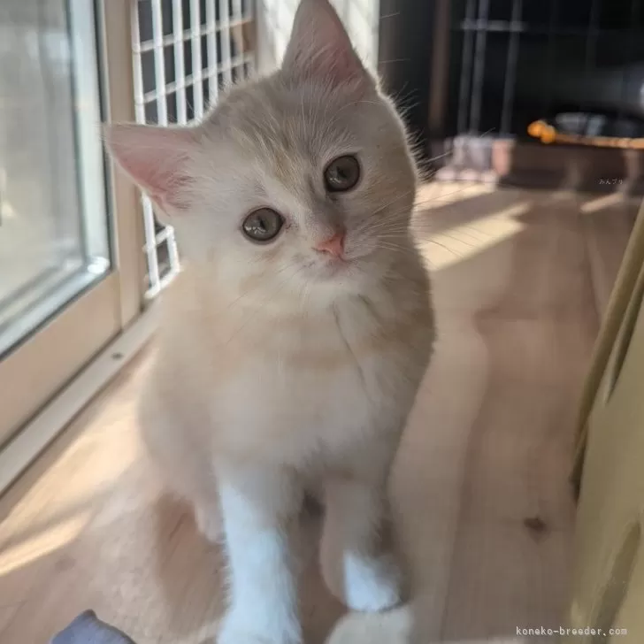 ID：2409-01520の子猫