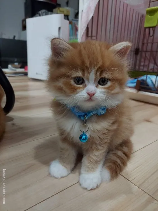 ID：2103-00374の子猫