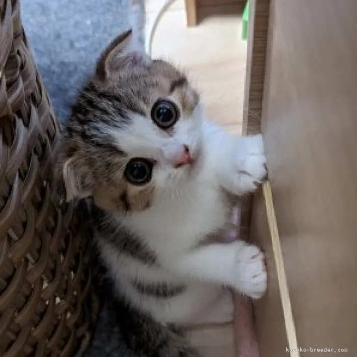 ID：2305-02432の子猫