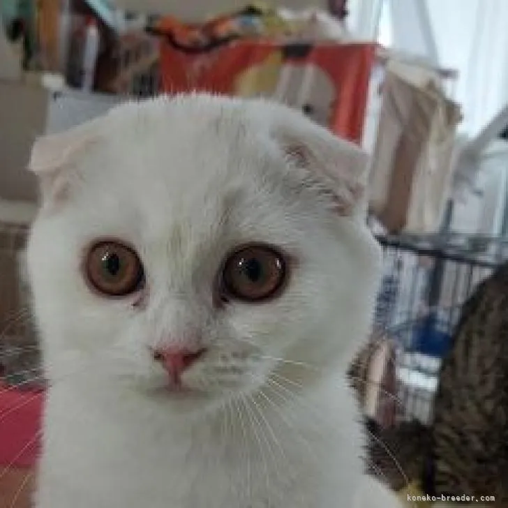 ID:2206-02838の子猫