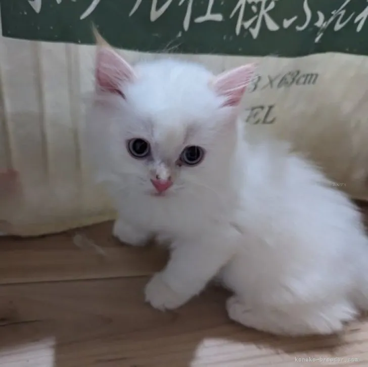 ID:2308-02635の子猫