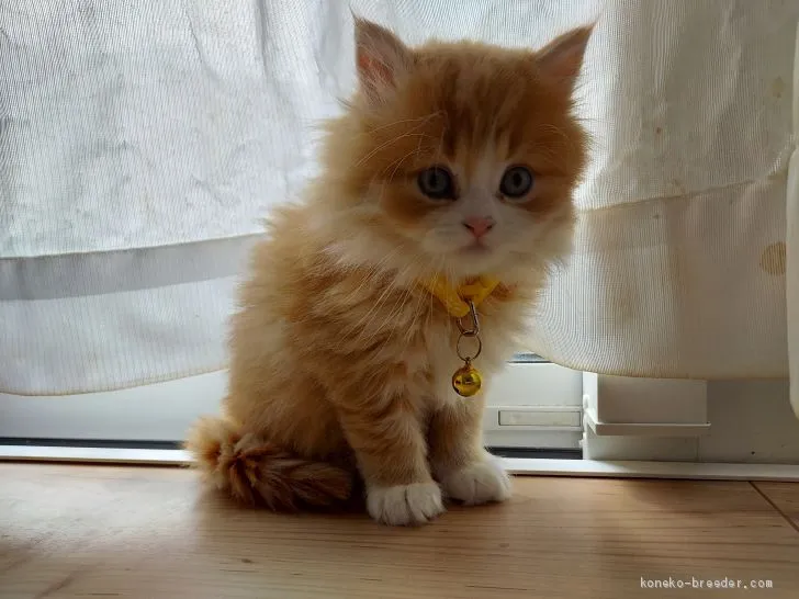 ID：2103-00373の子猫
