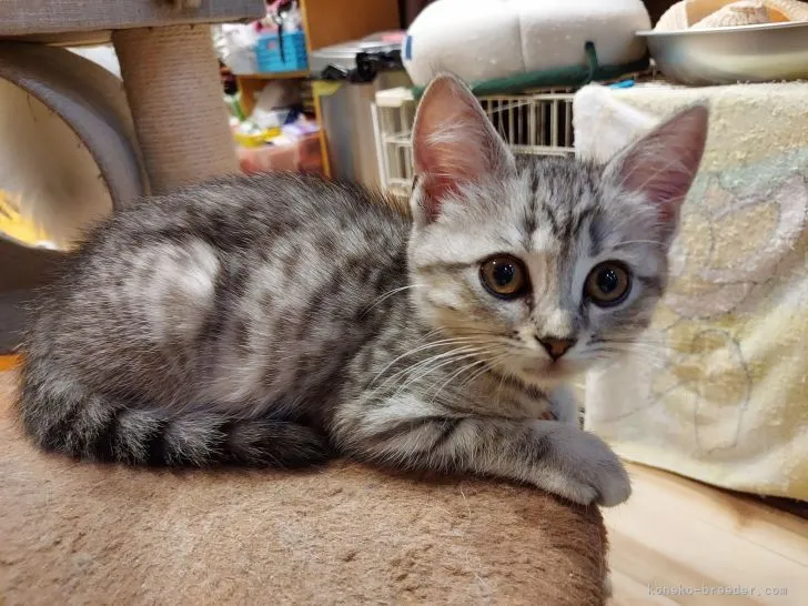 ID：2109-01579の子猫