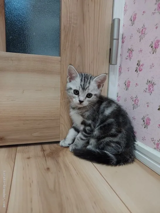 ID：2104-00703の子猫