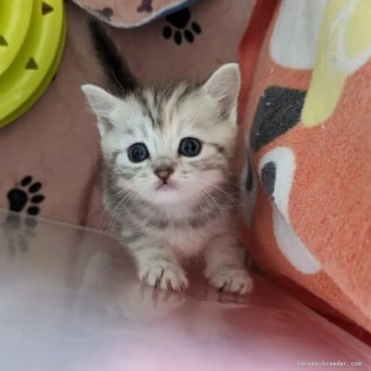 ID：2304-02419の子猫