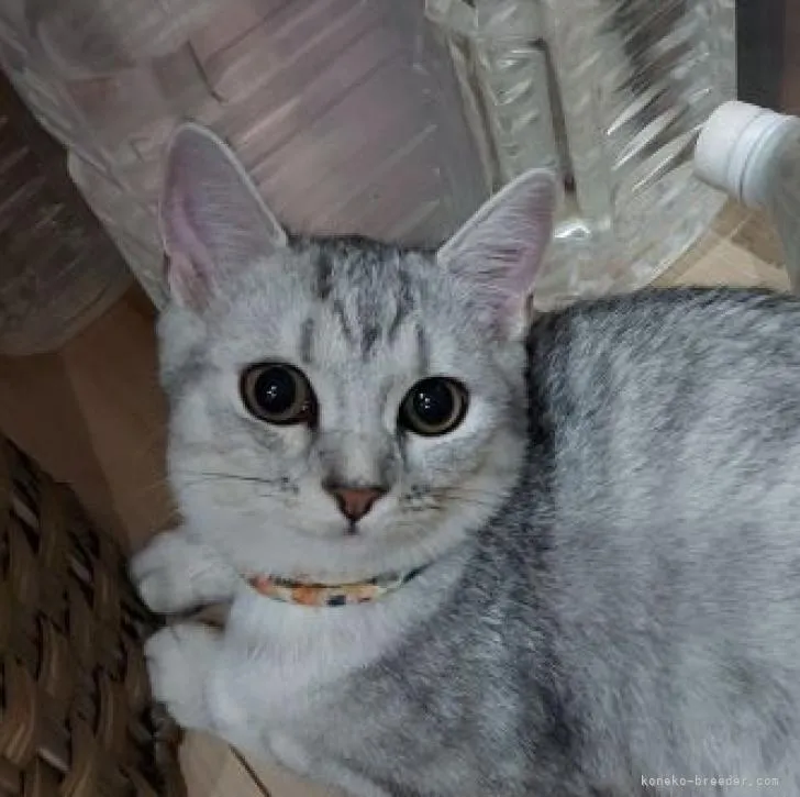 ID：2206-01221の子猫