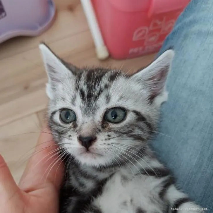 ID:2207-02447の子猫