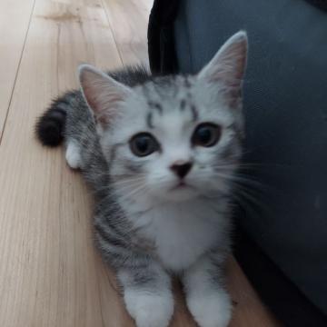 ミヌエット(短足)【福岡県・男の子・2022年4月14日・シルバータビー】の写真「ミヌエット短毛、短足男の子」