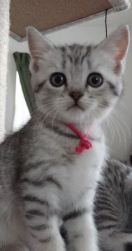 スコティッシュフォールド(立ち耳)【福岡県・女の子・2021年7月24日・シルバータビー】の写真「5人兄妹で産まれました！」