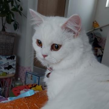 スコティッシュフォールド(立ち耳)【福岡県・女の子・2022年4月26日・ブラック&ホワイトバン】の写真「とってもかわいいですよ！走り回っております！」