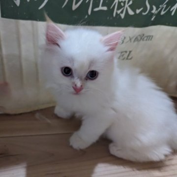 ミヌエット(長足)【福岡県・女の子・2023年7月20日・ホワイト&ブラウン】の写真「ふわっふわもこもこ」
