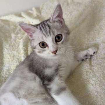 ミヌエット(長足)【福岡県・男の子・2023年7月12日・シルバータビー】の写真「活発な男の子です！」