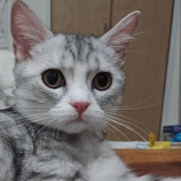 ミヌエット(長足)【福岡県・男の子・2022年4月14日・シルバータビー】の写真「とってもかわいいですよ！！」