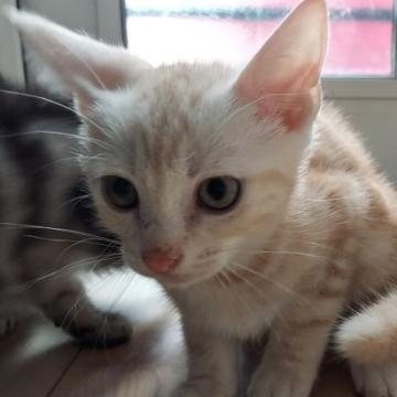 アメリカンショートヘア【福岡県・男の子・2022年6月11日・クリームタビー】の写真「とっても元気な男の子です！」