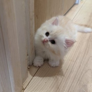 ミヌエット(長足)【福岡県・男の子・2023年7月20日・クリームタビー】の写真「ふわふわもこもこ」