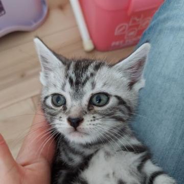 アメリカンショートヘア【福岡県・女の子・2022年6月11日・シルバータビー】の写真「元気いっぱいの女の子です！」