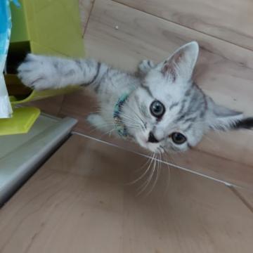 ミヌエット(長足)【福岡県・男の子・2022年4月14日・シルバータビー】の写真「ミヌエット短毛、長足オス水色」