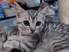 スコティッシュフォールド(立ち耳)【福岡県・女の子・2021年7月24日・シルバータビー】の写真1「お目目くりくりでかわいいです！」