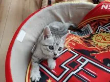 マンチカン(長足)【福岡県・女の子・2021年1月26日・シルバータビー】の写真3