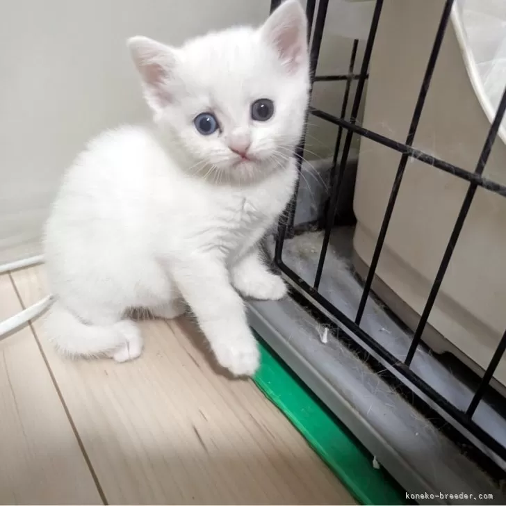 ID：2506-03313の子猫