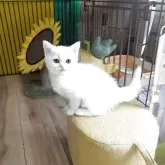 スコティッシュフォールド(立ち耳)